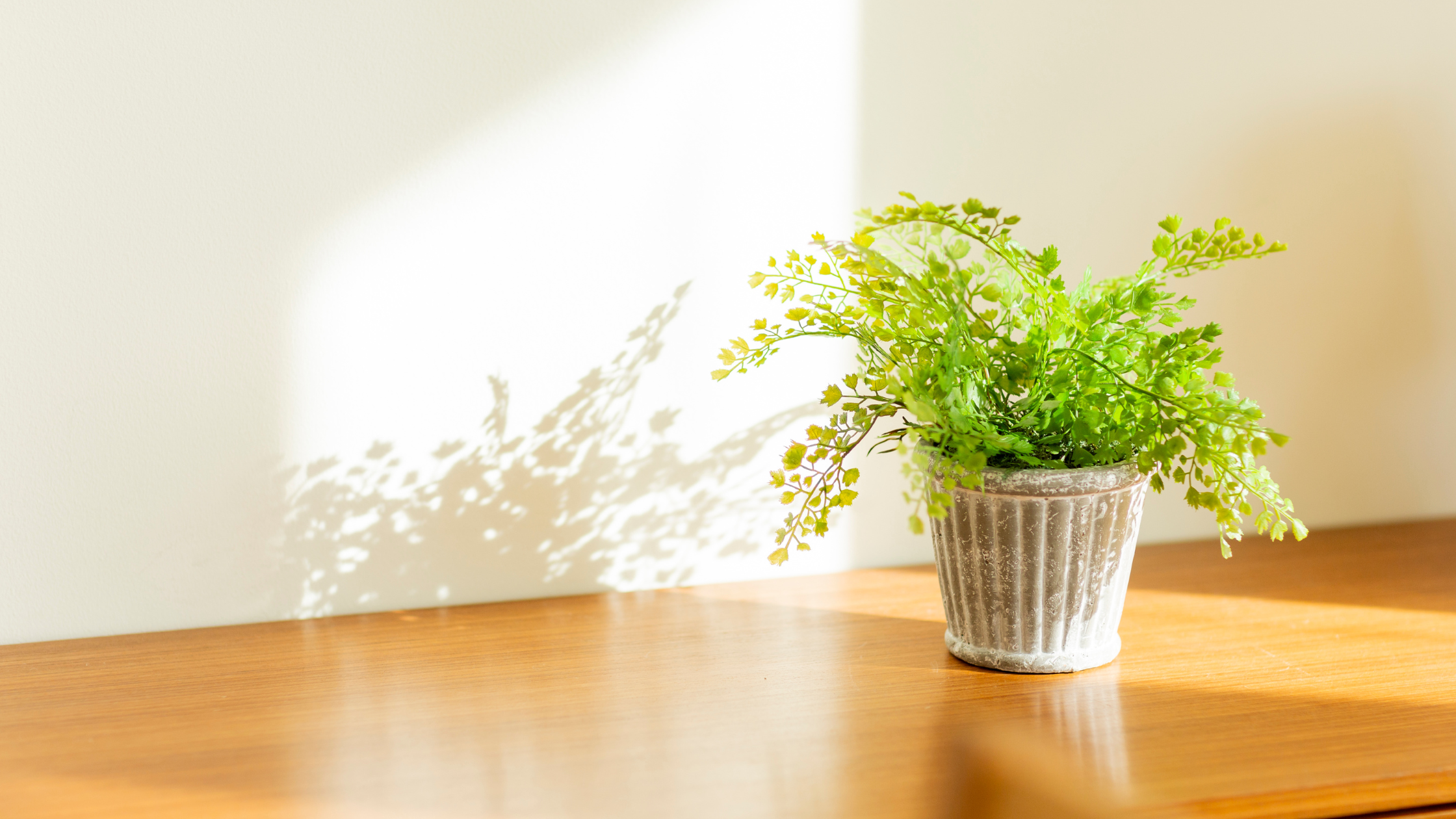 観葉植物